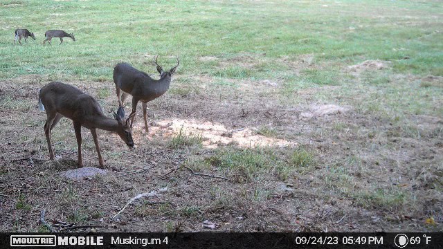 Muskingum Hunting Property