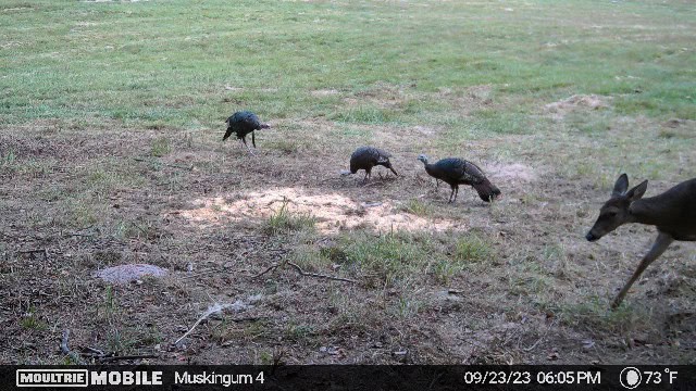 Muskingum Hunting Property